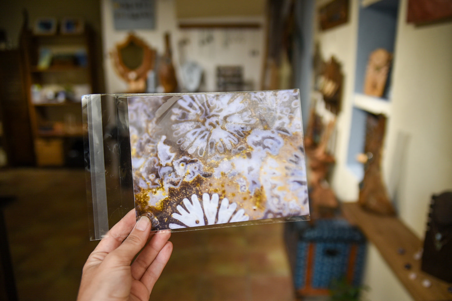 Lámina de Fósil de coral