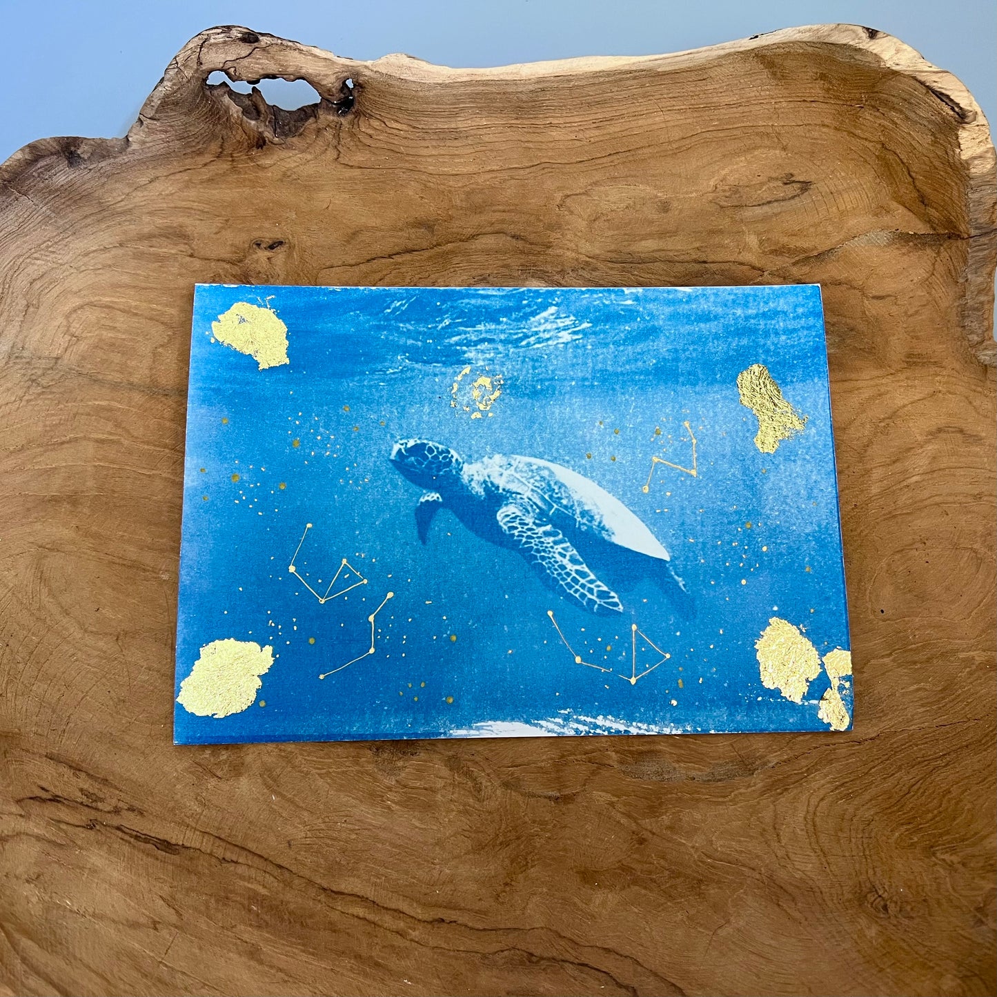 Tortuga 1