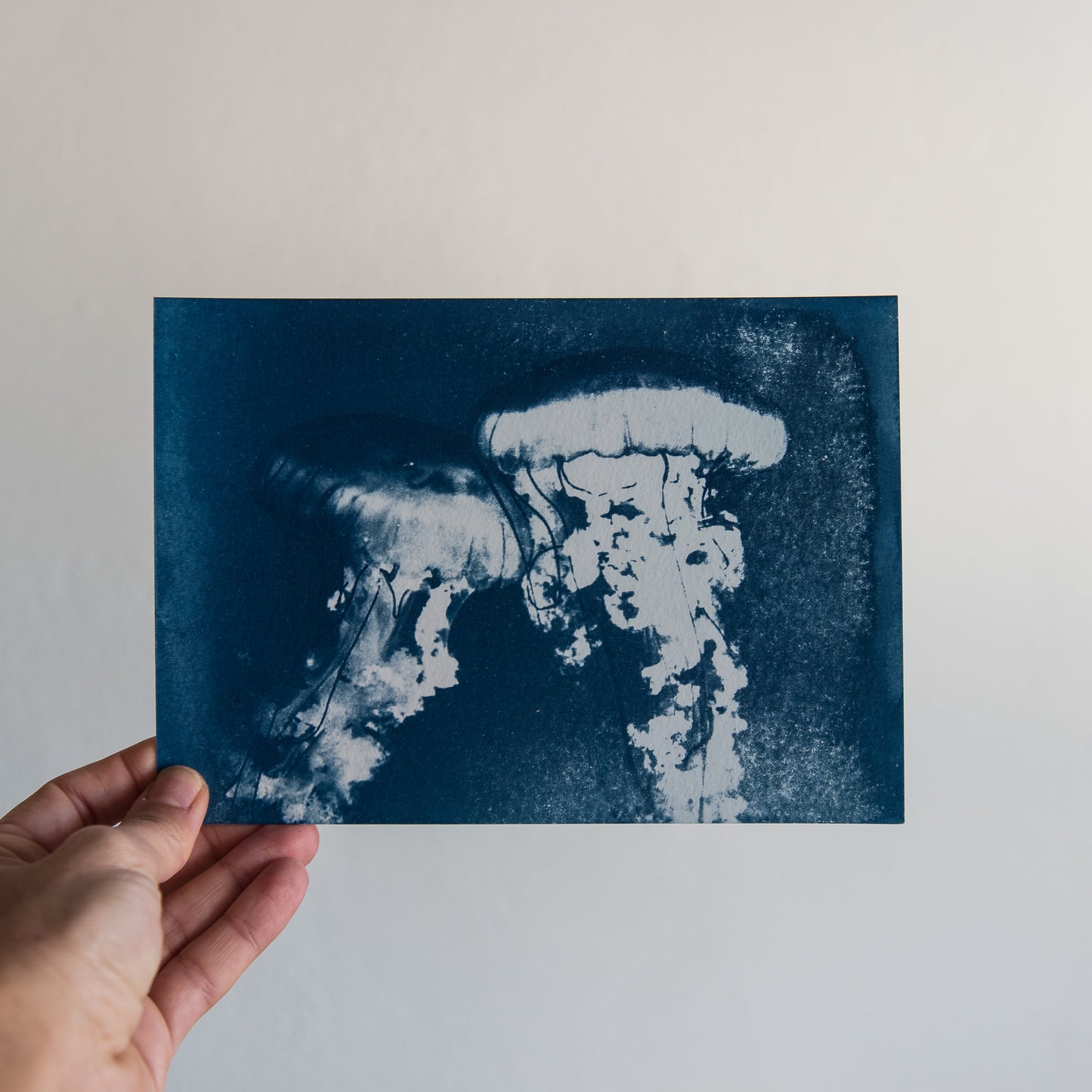 Jellyfish 2/2