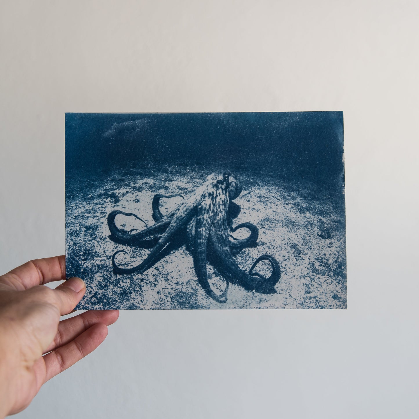 Octopus 2/2