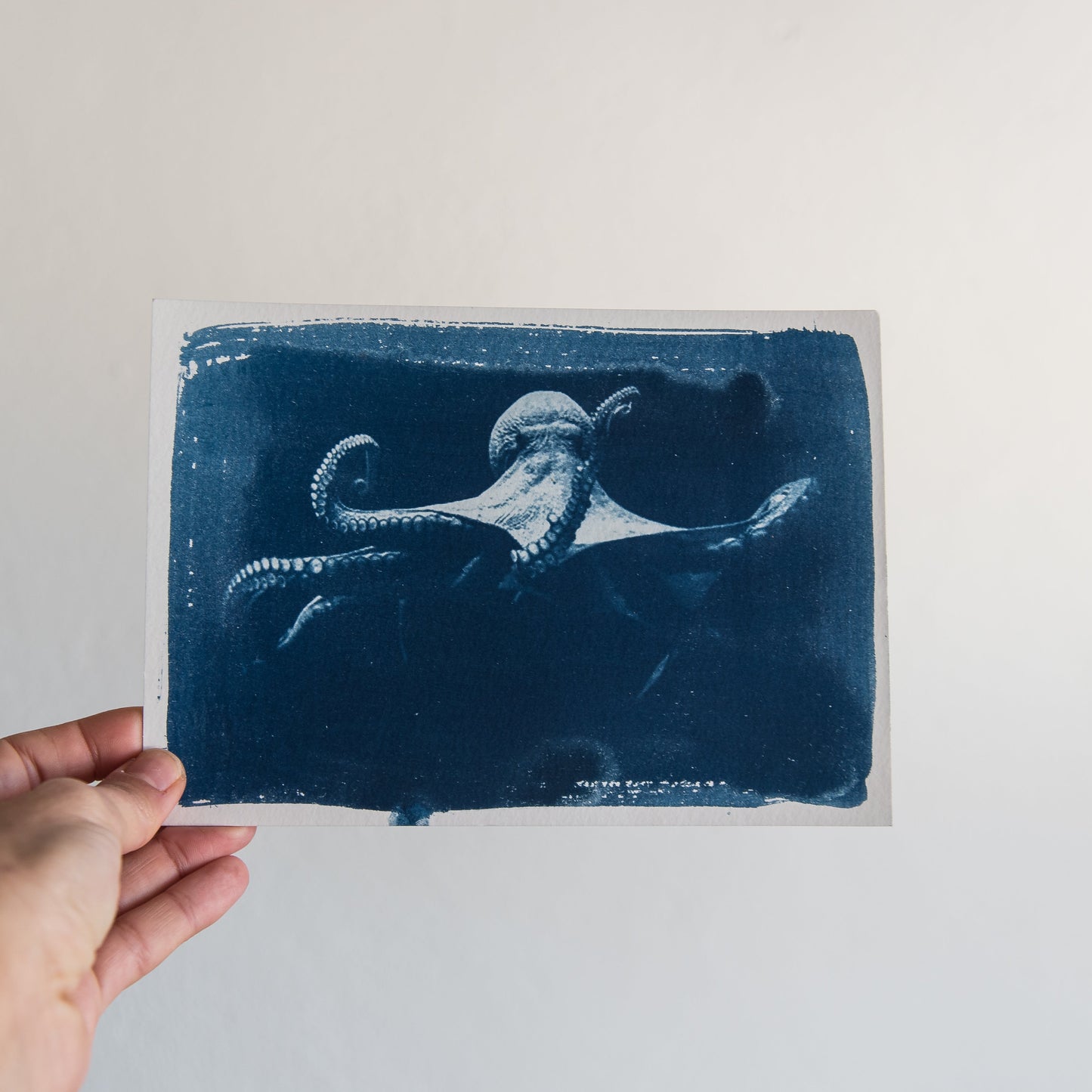 Pulpo 4/4