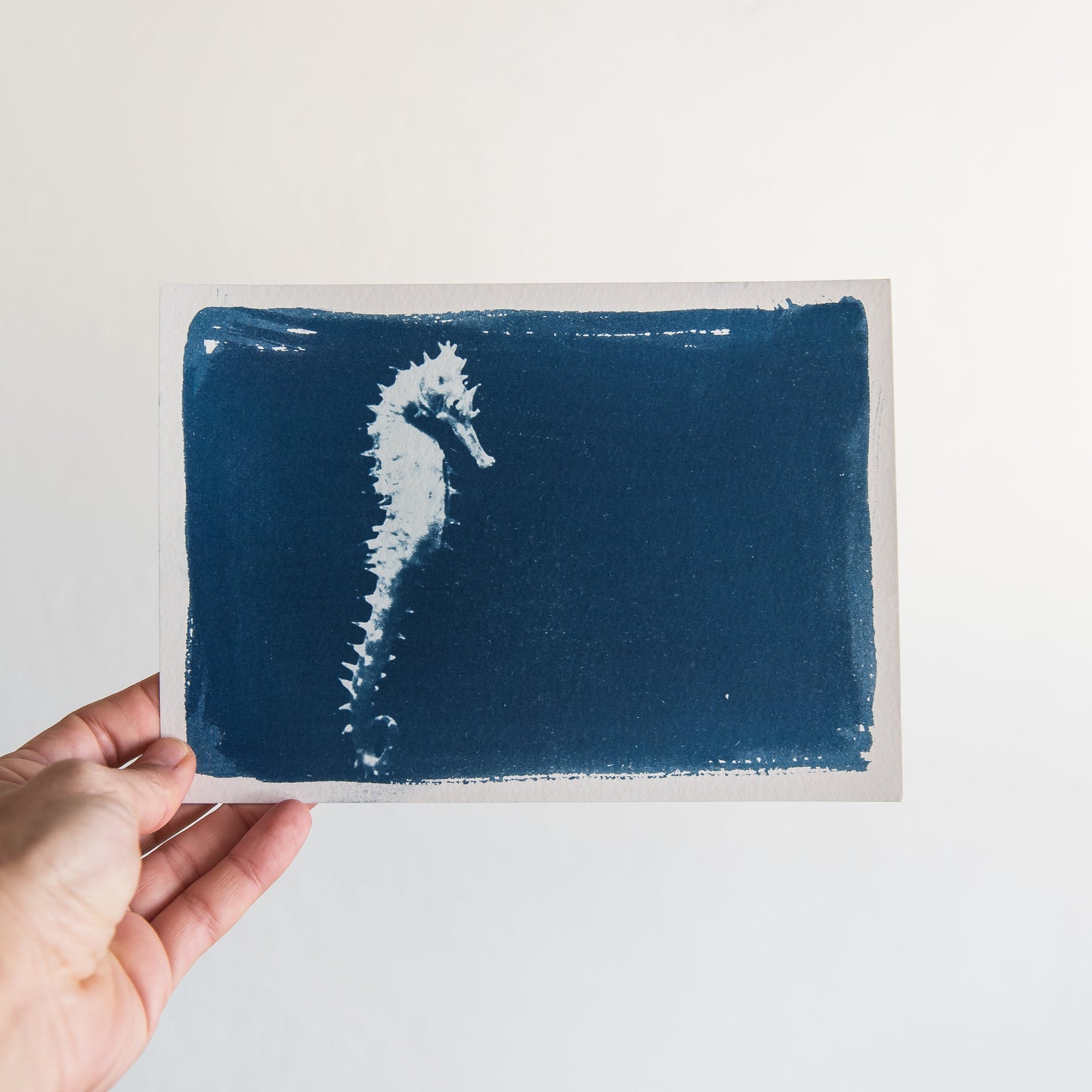 Seahorse 3/3