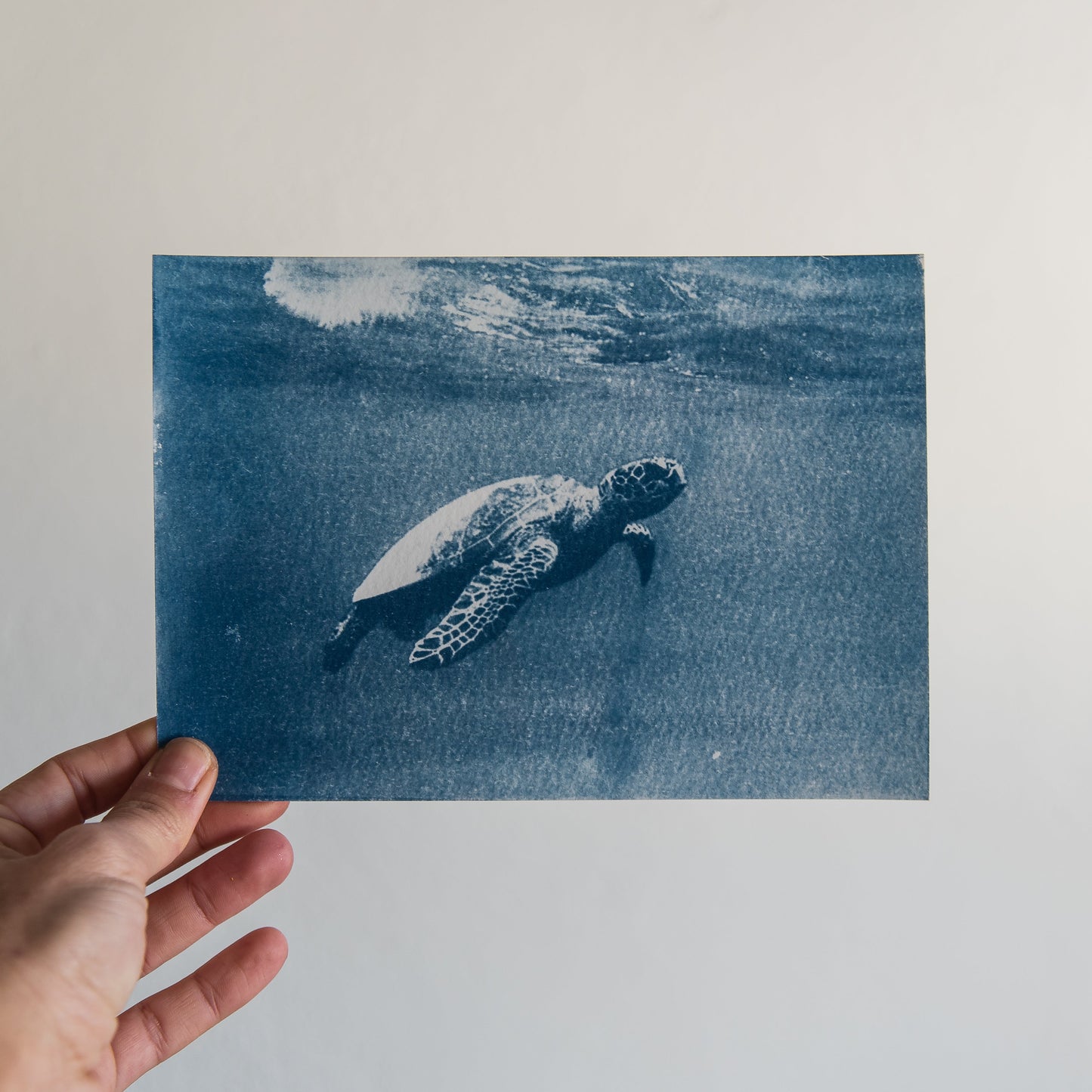 Turtle 4/5