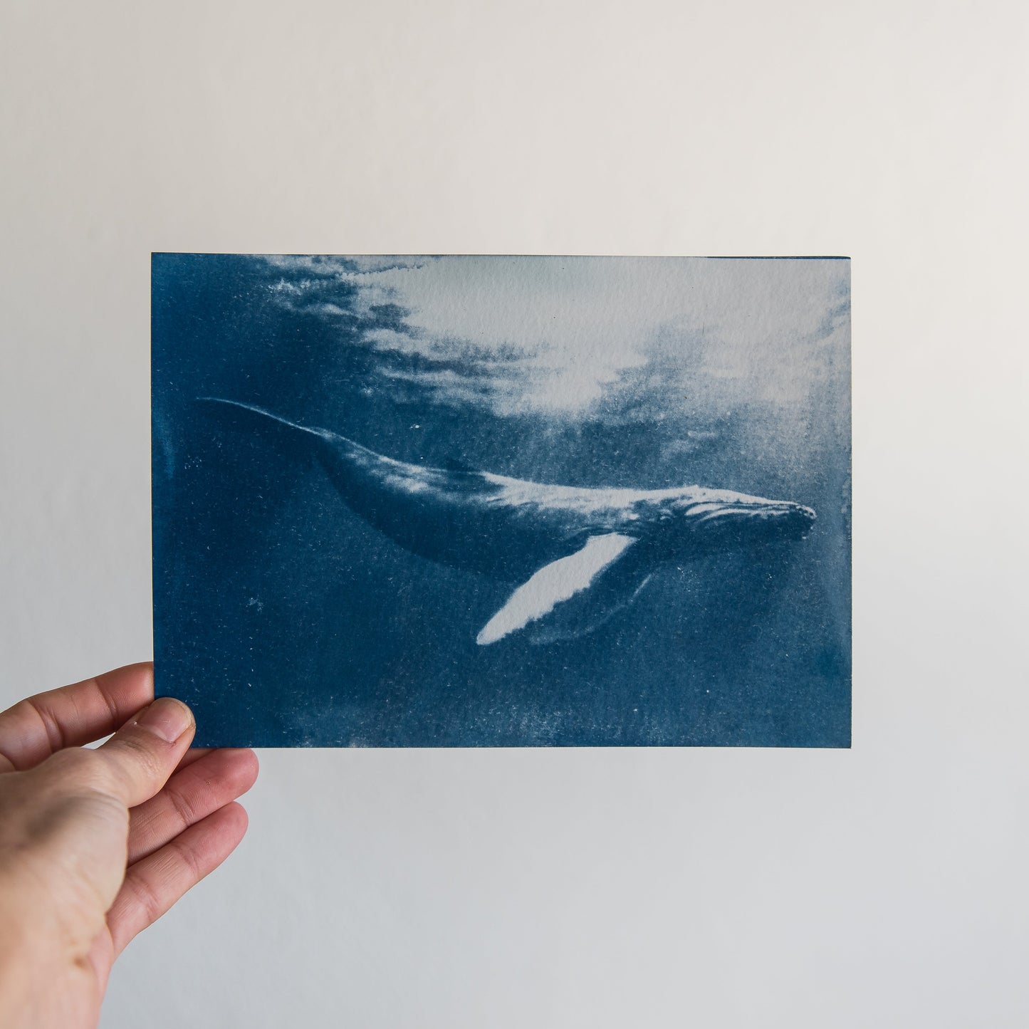 Ballena 3/3