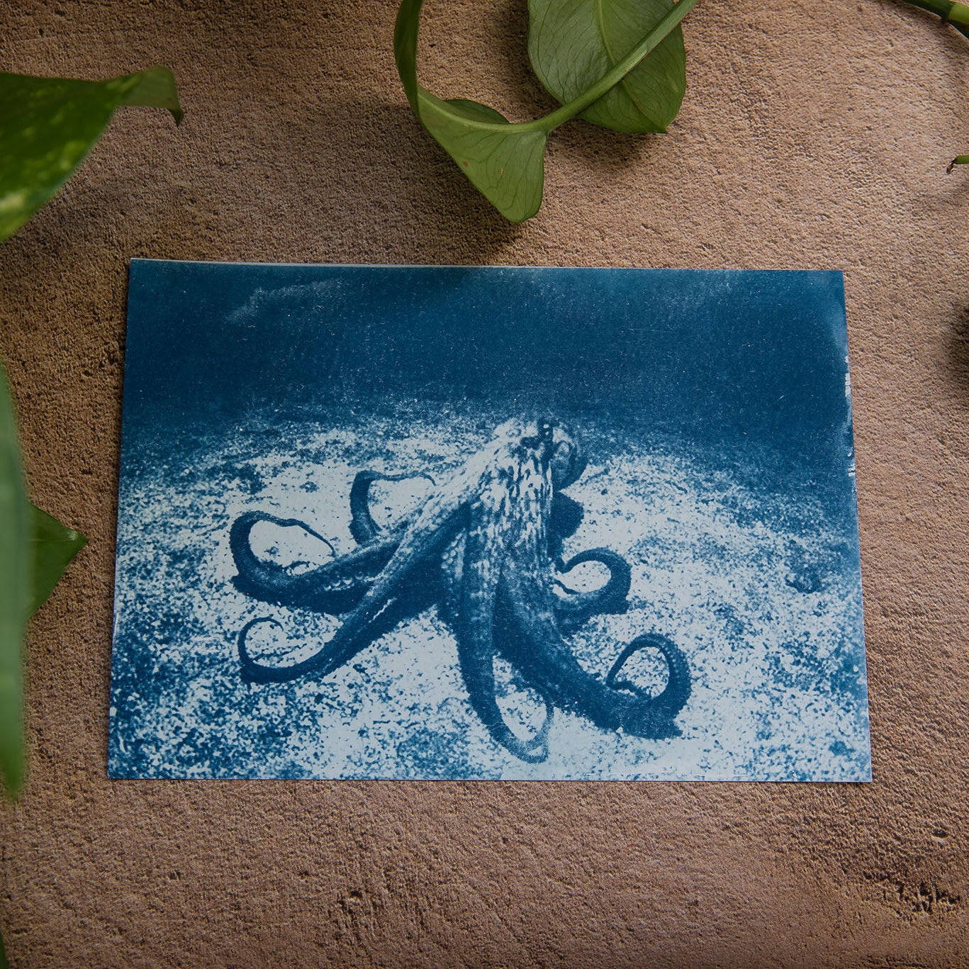 Octopus 2/2
