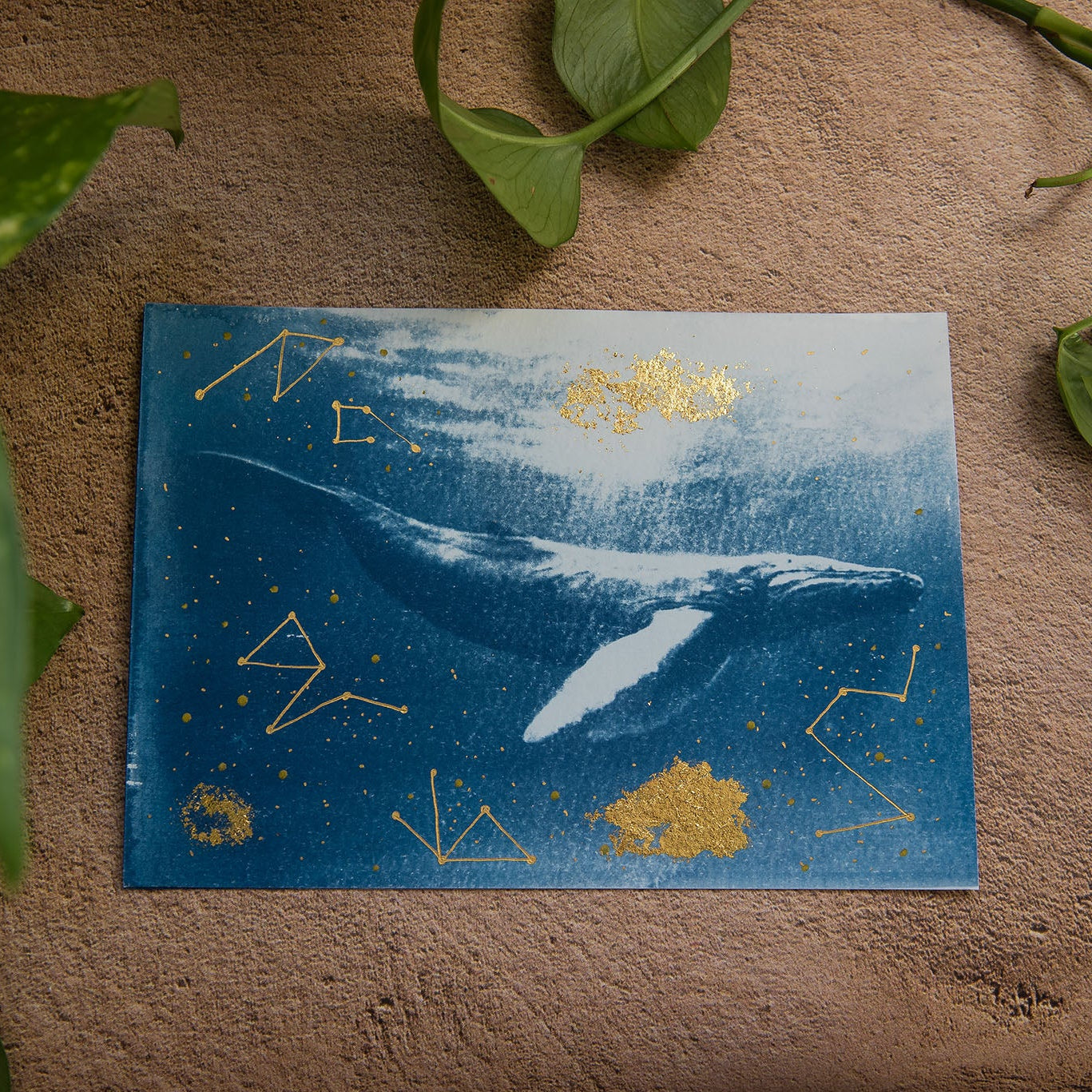 Ballena 2/3