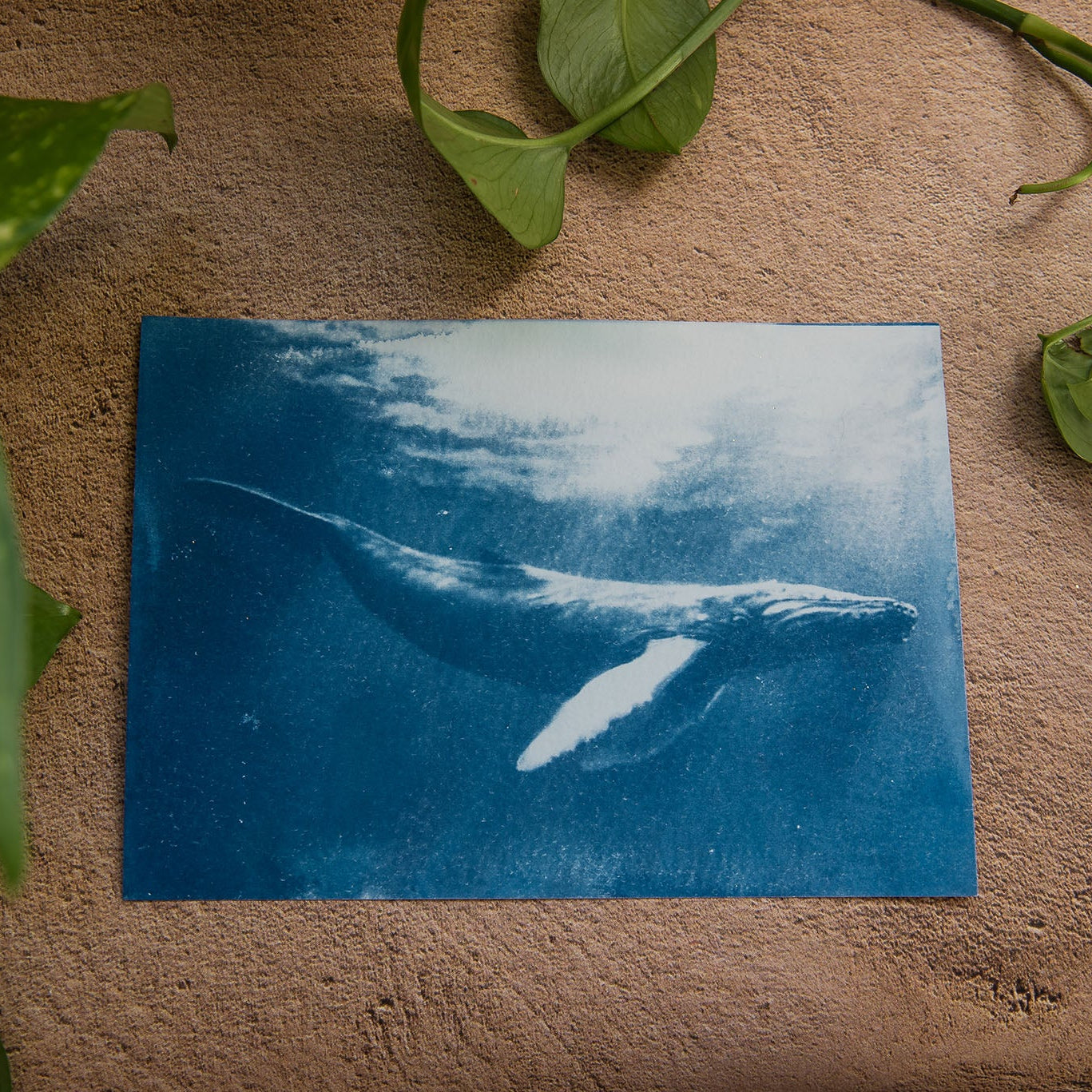 Ballena 3/3