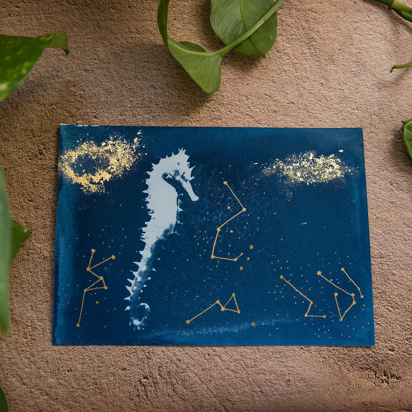 Seahorse 2/3