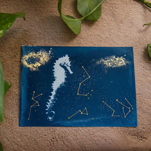 Caballito de mar 2/3