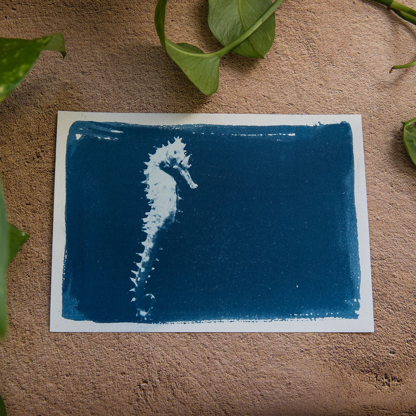 Seahorse 3/3