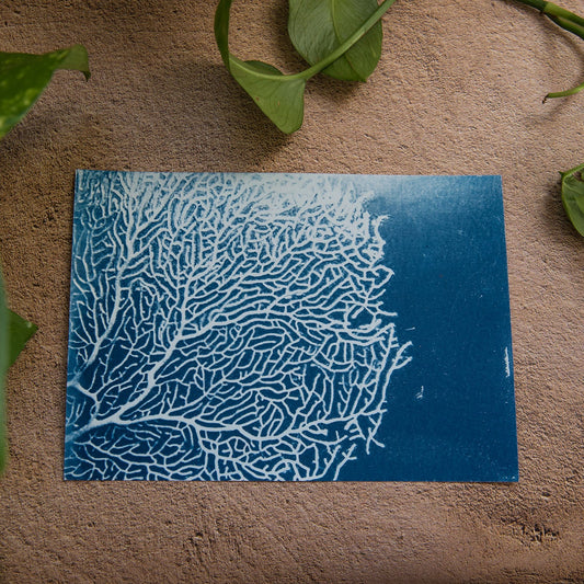 Coral 1/1