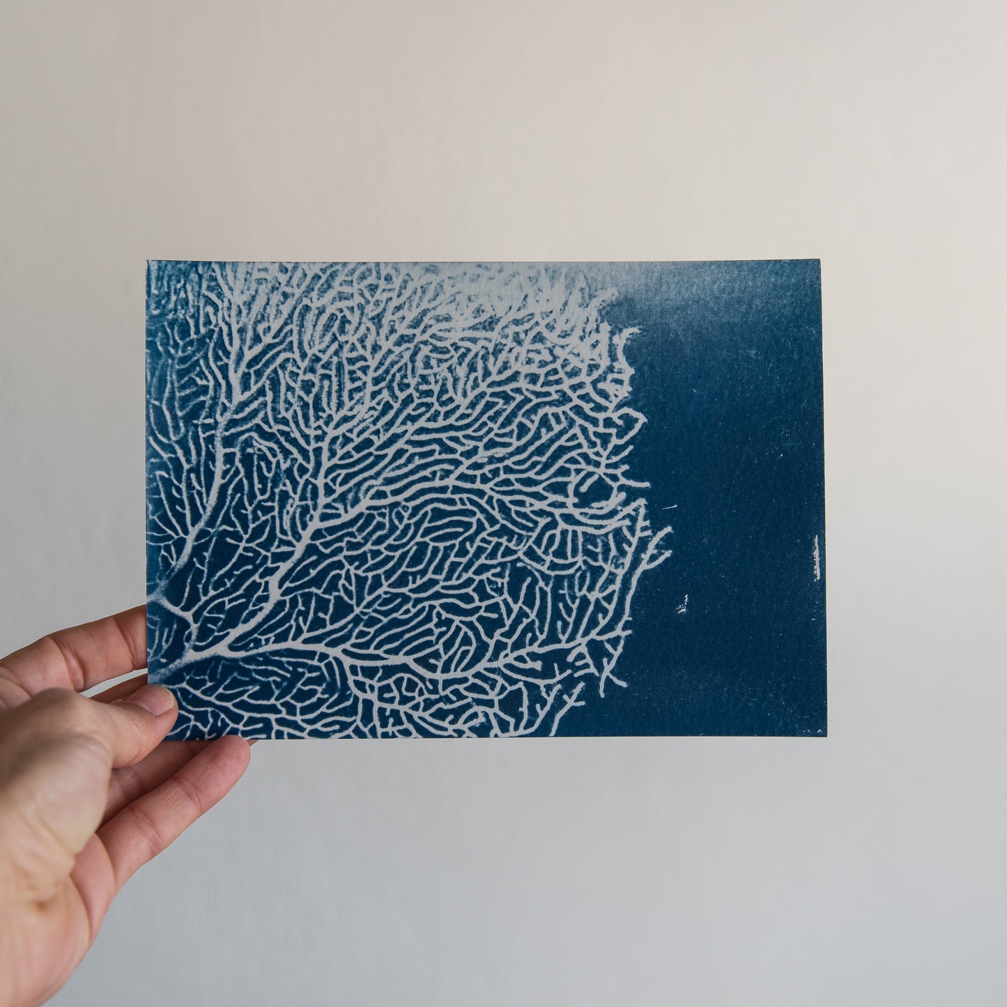 Coral 1/1