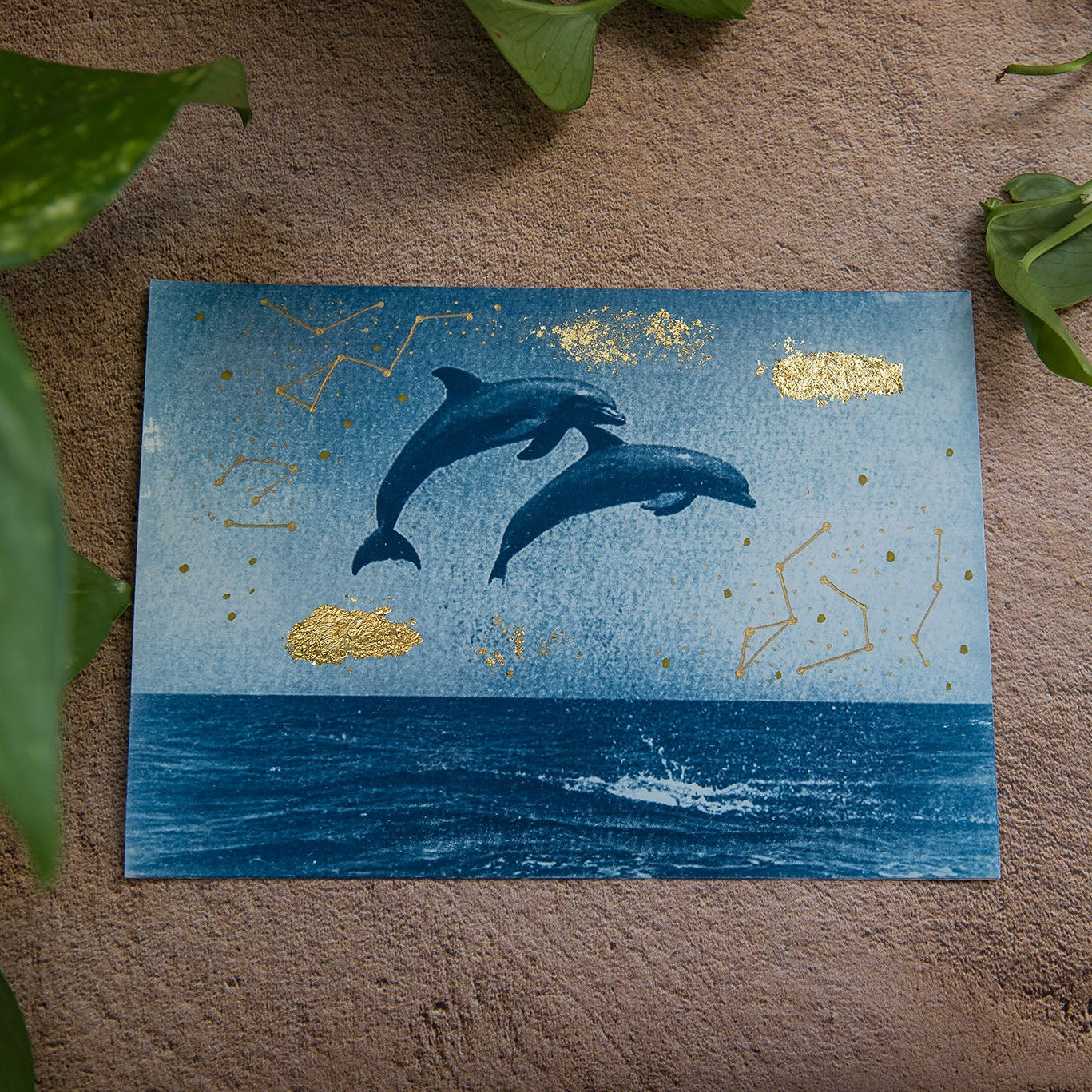 Delfines 2/2