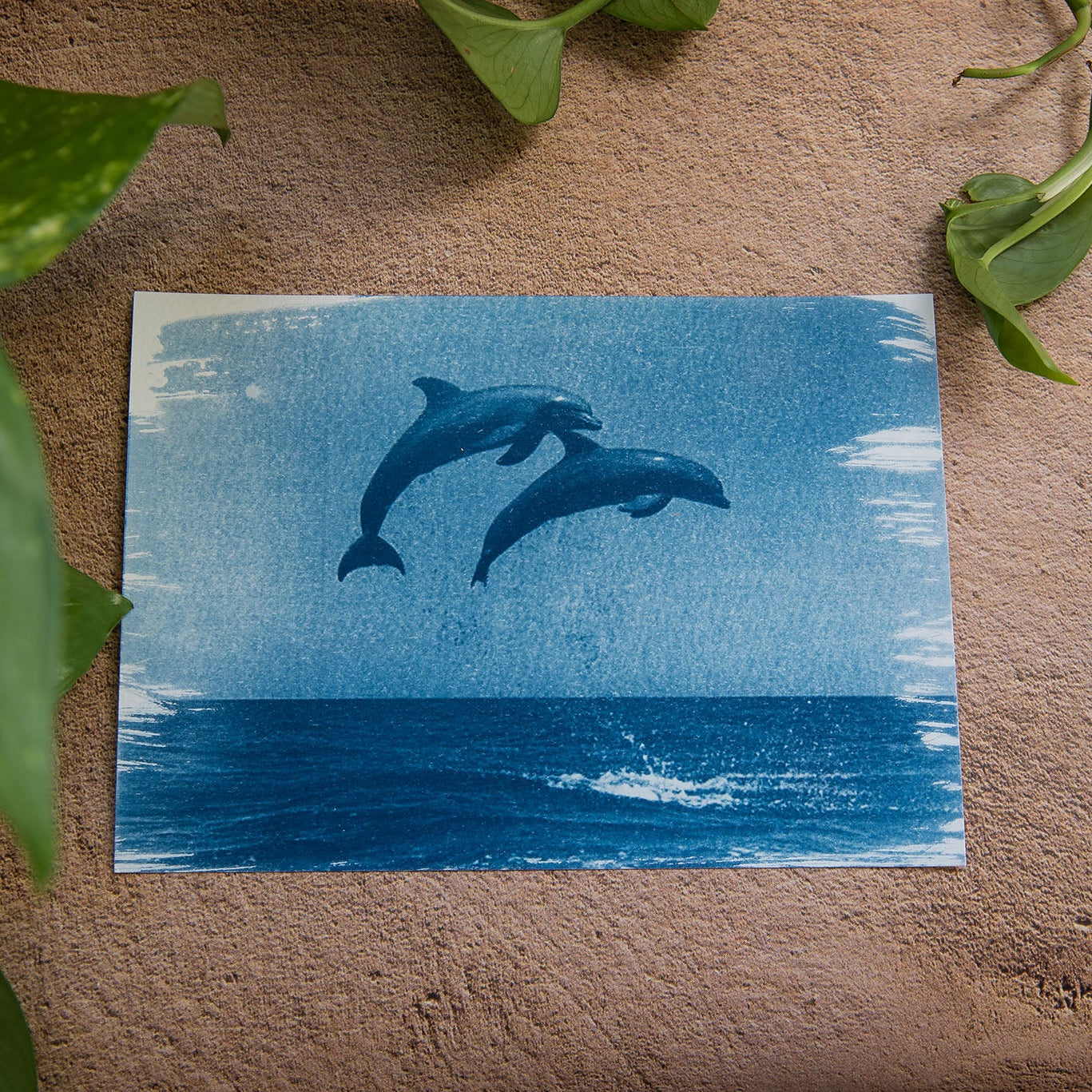 Delfines 3/3