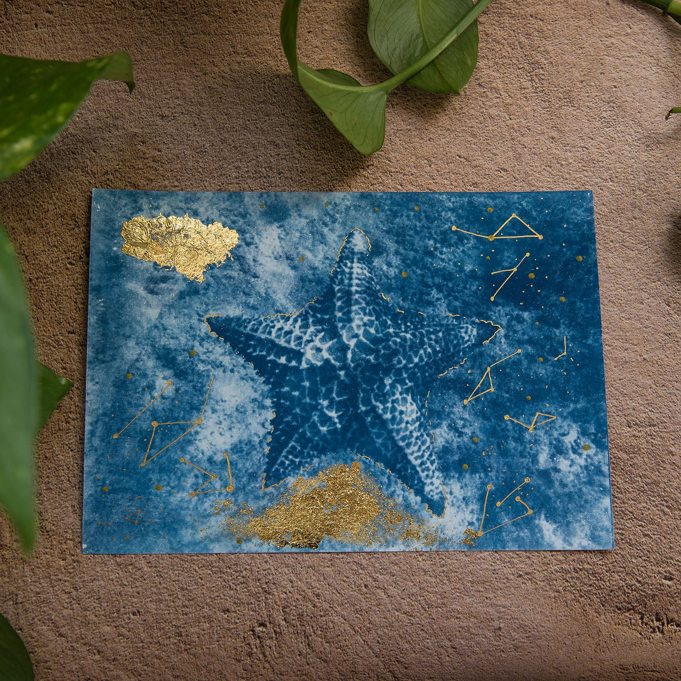 Starfish 1/1