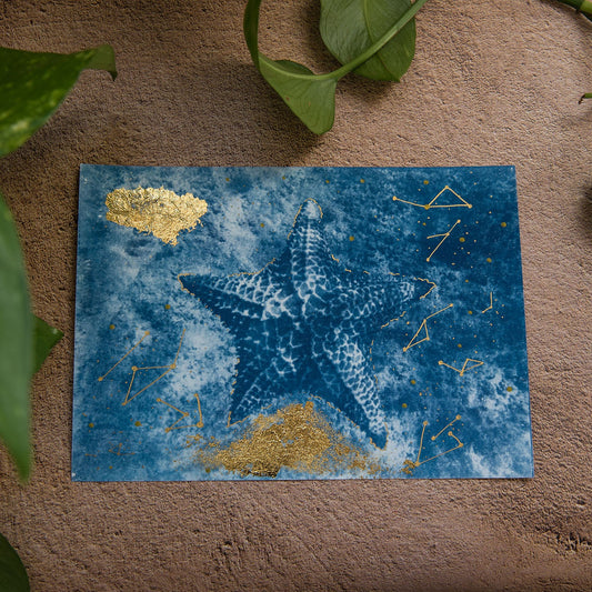 Estrella de mar 1/1