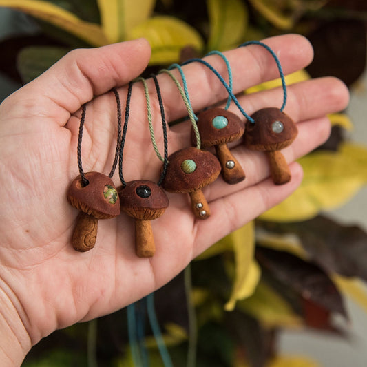Setas | Semillas de aguacate