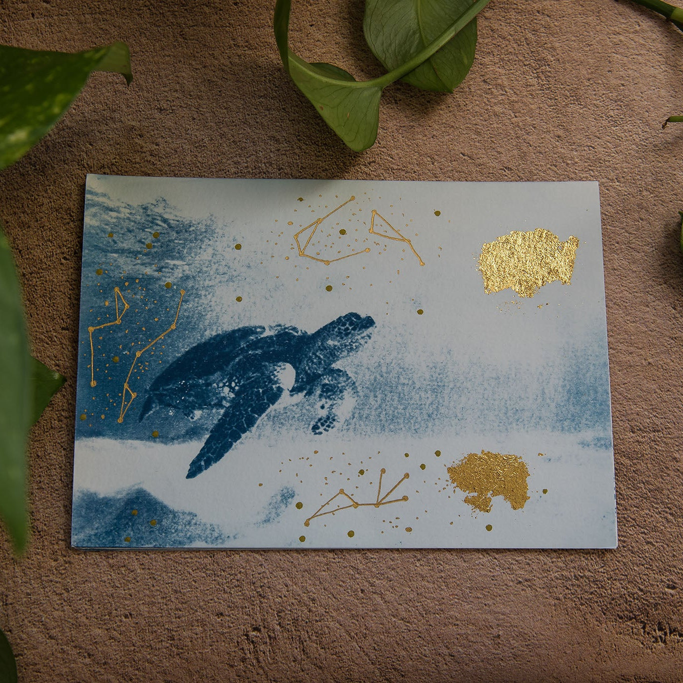 Turtle 1/5