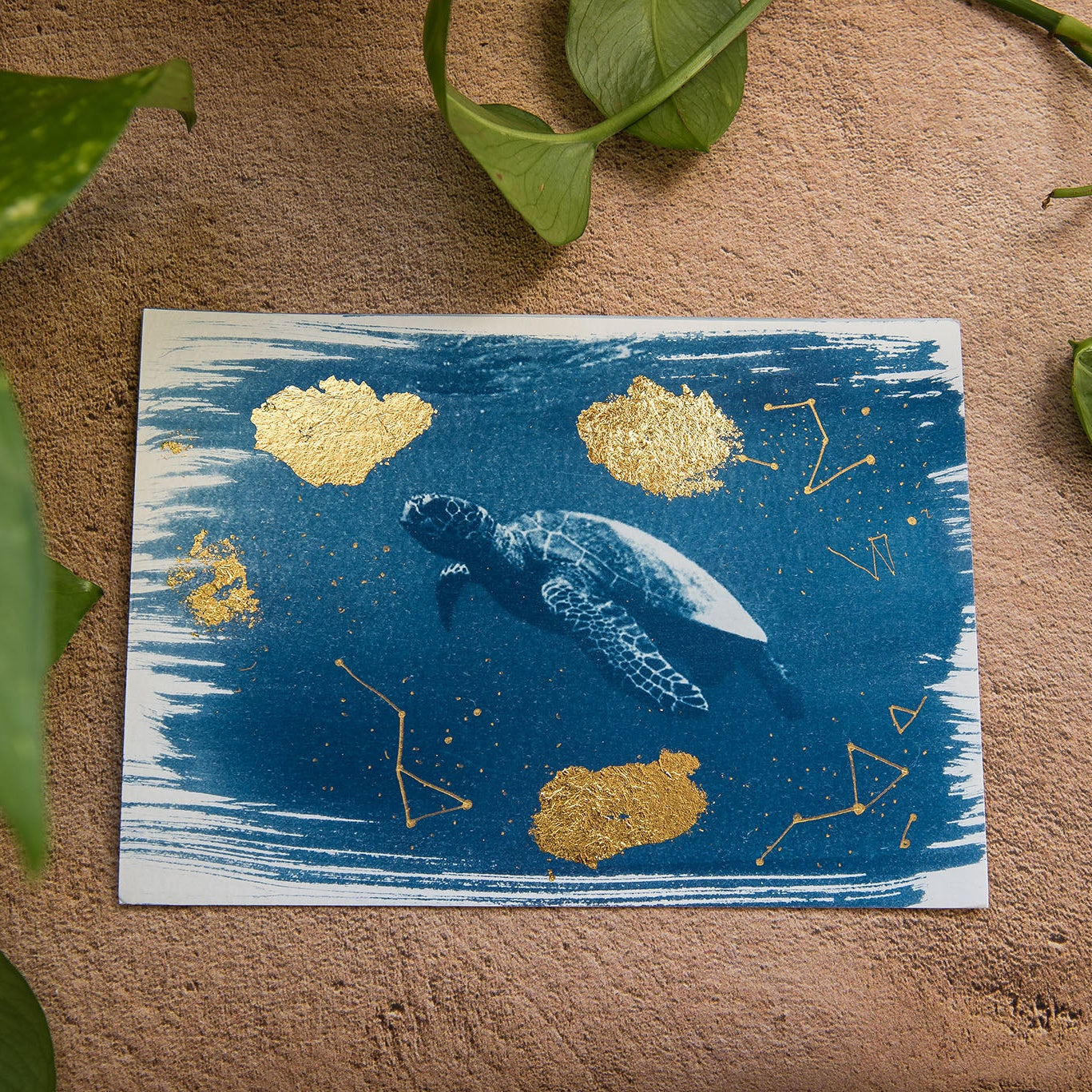 Turtle 3/5