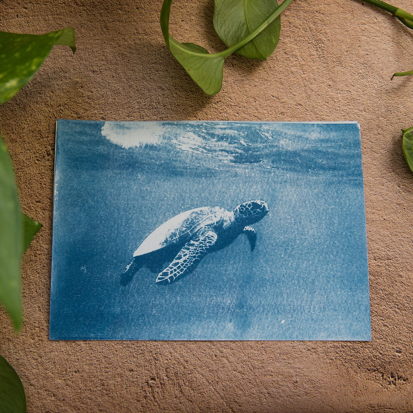 Turtle 4/5