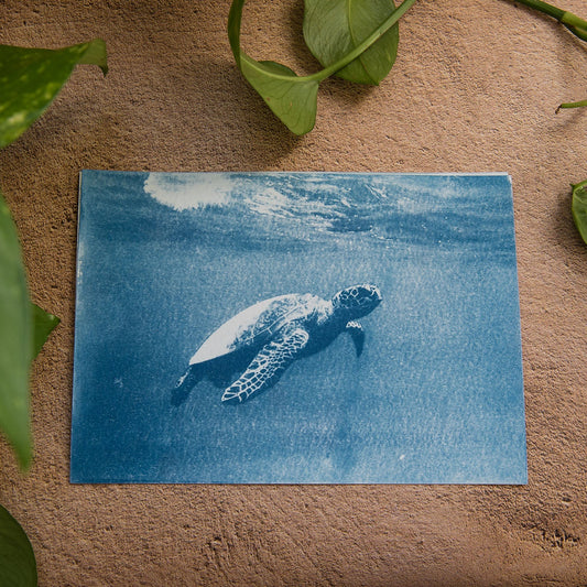 Tortuga 4/5